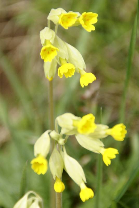 Unser Orchideenpark Bild Nr.002